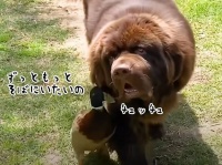 マガモが犬に恋をした。絶対にそばを離れようとしないマガモとそれを受け入れる犬の物語