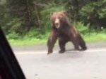 恐怖！！　突然クマが走って襲いかかってきた！！