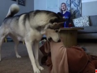ハスキー救出大作戦。パジャマの中から出られなくなった犬を出してあげる