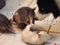 子猫をこねくりまわすアルマジロの子供たち、怪我しないよう全員をやさしく見守る犬
