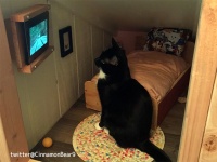 猫様専用物件。鳥の映像が流れるテレビ付きのゴージャスなワンルームを作り上げた飼い主