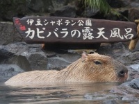 伊豆シャボテン公園の露天風呂に入るカピバラ（＠PressNewsより）