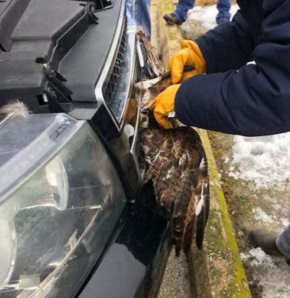 rescue