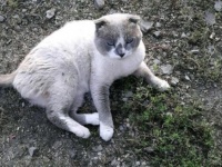 なんだって～！超能力を持つ猫（サイキックキャット）が約800万円で売りに出される（ロシア）