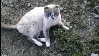 なんだって～！超能力を持つ猫（サイキックキャット）が約800万円で売りに出される（ロシア）