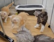 「何してるの、手伝うニャ！」メインクーンの子猫たち、ホウキを追いかけてお掃除の邪…お手伝いをする