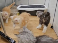 「何してるの、手伝うニャ！」メインクーンの子猫たち、ホウキを追いかけてお掃除の邪…お手伝いをする