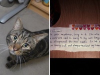 仲良しだった兄弟猫。突如1匹が亡くなった。残された猫の首輪に小さなメモが。そこには隣人の猫に対する想いが込められていた（イギリス）