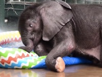 生後2ヶ月の赤ちゃんゾウ、子ども用プールで水浴びしてはしゃぎまくる姿が可愛すぎる