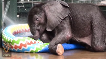 生後2ヶ月の赤ちゃんゾウ、子ども用プールで水浴びしてはしゃぎまくる姿が可愛すぎる