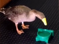 【ほっこり】くちばしを負傷したガチョウにデザイナーが3Dプリンタで作った人工くちばしをプレゼント！　みるみる元気に！