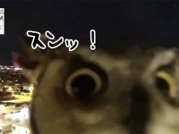 スンッ！お天気カメラをジャックしたふくろう