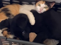 猫と犬が力を合わせて子猫の幸せを！