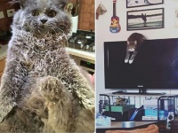 やらかしキャット。猫のいたずらの犯行現場が集められたインスタグラムのアカウント「キャット・シェイミング」