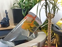 夏は金魚がよく似合う。透明なチューブで結ばれた池を作ってみたけどどうだろうか