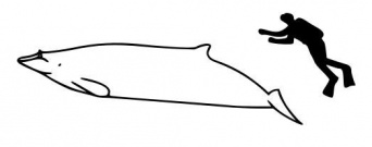 パッブスオウギハクジラの大きさを表すイラスト（Chris huhさん作成、Wikimedia Commmonsより）