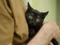 猫が飼い主にやさしくなった！？　コロナによるロックダウンがペットに与えた影響を保険会社が調査（イギリス）