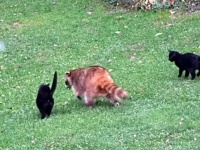 裏庭に舞い降りた守護天使たち。盲目のアライグマと2匹の黒猫の物語