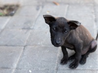 「道で骨折した犬を見つけ、動物病院へ。家中からかき集めたお金を見て、獣医は『全然足らないけど...』」（兵庫県・40代女性）