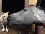 ぺろぺろぺろ・・・大好きな猫の毛づくろいをする馬がかわいかった！