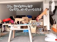 チャーンス！飼い主がいない隙に犬たちが紐を使ってヒュイゴー！