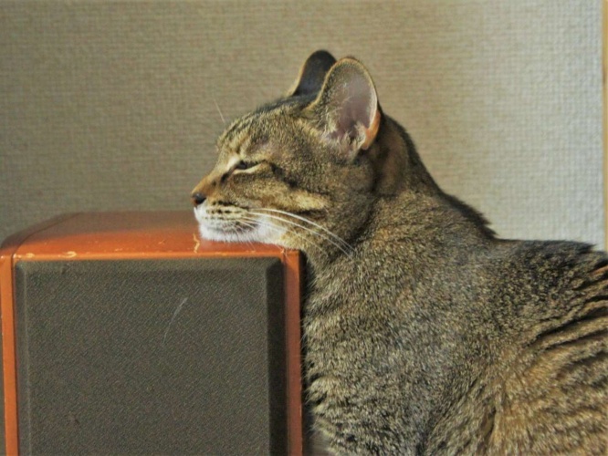 ちょうどいい高さニャ