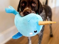 こんなんあったらええやん？お風呂に入っているといろんなおもちゃを持ってくる犬