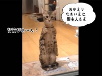 ミーアキャット？いいえ違います。キャットです。背筋を伸ばしてお行儀よく飼い主を出迎える猫