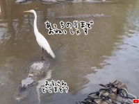 ワニをタクシー代わりに利用する巨大なシラサギ