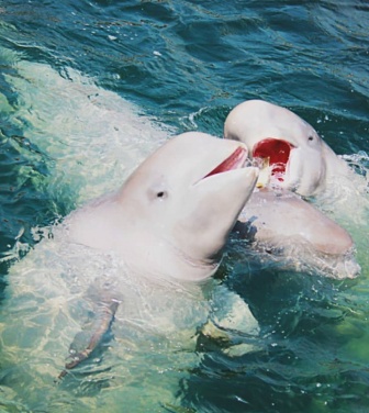 歌をうたったらシロイルカが近づいてきた。水に潜ってうたったら一緒にうたってくれた！
