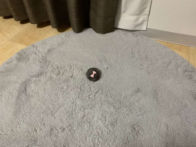 「エンタ治療院」（＠entachiryouin）さんの投稿より、再掲