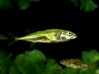 魚にも個性がある。泳ぎ方でどんな性格なのかを知るヒントになる（英研究）