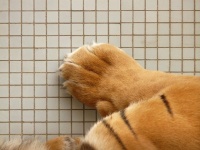 サバンナキャットをネットで購入したら、ガチの虎の子供だった件（フランス）