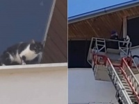 「今助けてやるからな！」トルコの大地震の被災地にて、取り残された猫の救出に無事成功！