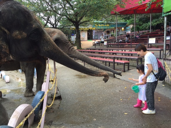 象が子どもの持つエサに鼻を伸ばす