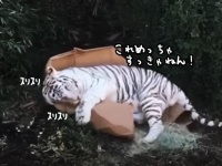 だってネコ科だもの。ホワイトタイガー、破壊後のダンボールですらこの始末