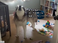子供が泣いてる、親なんとかしろ！部屋で親を呼び続けるアラスカン・マラミュート