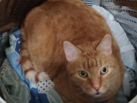 【うそん！】突然姿を消した猫を必死で探すこと1時間……見つかった意外すぎる場所に「うちの猫もここにいた」「見つかって良かった」と大反響