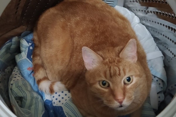 【うそん！】突然姿を消した猫を必死で探すこと1時間……見つかった意外すぎる場所に「うちの猫もここにいた」「見つかって良かった」と大反響