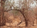 【クイズ】画像の中に潜む“動物”、見つけられる？