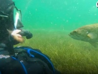 「このニンゲンは誰にも渡さない！」世界は魔法で溢れてる？湖で出会った魚に懐かれ過ぎた男性の話