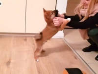 嬉しすぎる柴犬「お帰りなさい！待ってたよ！」と飼い主の帰宅に大コーフン