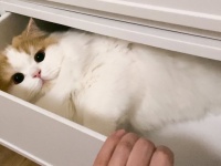 衣替えの途中、引き出しを開けたら...　中でくつろぐ〝タンスの妖精〟激写され話題に