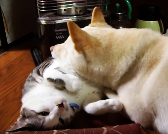 neko-inu