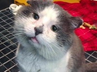 戦いの果て、傷つきボロボロとなった地域のボス的存在の猫。保護されて生まれて初めてのやすらぎを得る（カナダ）