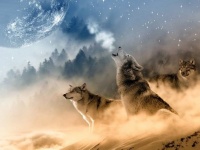 狼の遠吠えには意味がある。仲間を想う気持ちのあらわれ