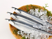 ​今年くる？成熟魚。新鮮なものより後味が長い