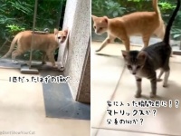 ニャトリックス？分身の術？1匹だったはずの猫が突如2匹に！