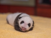 キュートさ全開！生後1か月のパンダの赤ちゃんをアメリカの動物園が公開