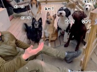 ずっと見てられるやつ。犬がたくさんいると、ボールトリックに対する反応ももりだくさん